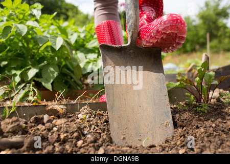 Frauen Gummi Gummistiefel bei der Gartenarbeit Stockfoto