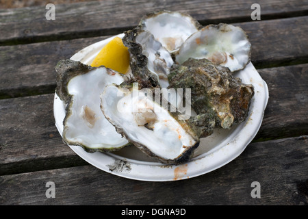 Teller mit leeren Austernschalen mit Zitrone und tabasco Stockfoto