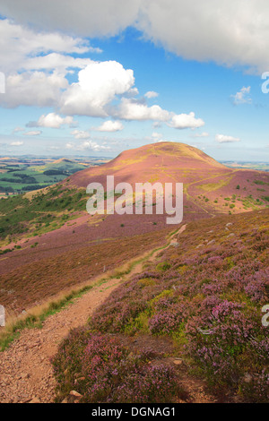 Blick auf Eildon Hügel nördlich von Mitte Eildon Hill, Eildon Hills, Grenzen, Schottland, Vereinigtes Königreich Stockfoto