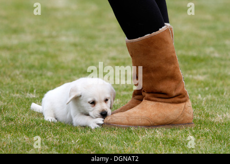 Labrador Welpen stützte sich auf melden Sie sich am nationalen Guide Dogs Breeding Centre in der Nähe von Leamington Spa, Großbritannien Stockfoto