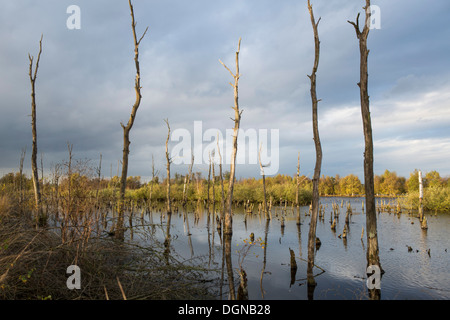 Blick auf einen See mit toten Baumstämme durch erhöhten Wasserstand bei Landschaft bin ariapeel" in den Niederlanden verursacht Stockfoto