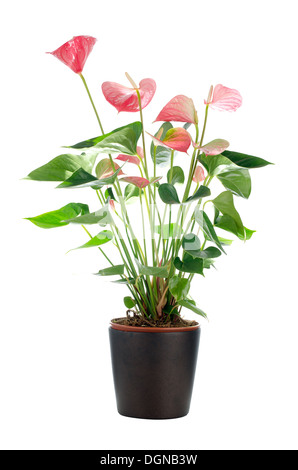 Schöne Anthedesia Anthurium mit rot, grün und rosa Blüten in dunklem Blumentopf auf weißem Hintergrund. Stockfoto