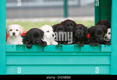 Labrador Welpen stützte sich auf melden Sie sich am nationalen Guide Dogs Breeding Centre in der Nähe von Leamington Spa, Großbritannien Stockfoto