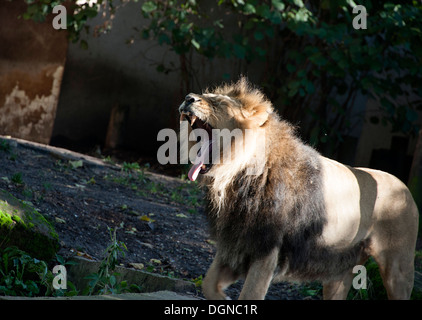 Männliche asiatische Löwen mit Mund weit öffnen Sie gähnen im Gehege im Zoo von London. Stockfoto