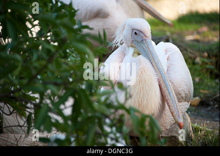 Elegante Rosapelikan im Londoner Zoo. Stockfoto