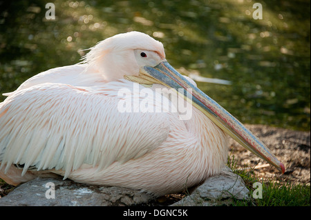 Elegante Rosapelikan im Londoner Zoo. Stockfoto