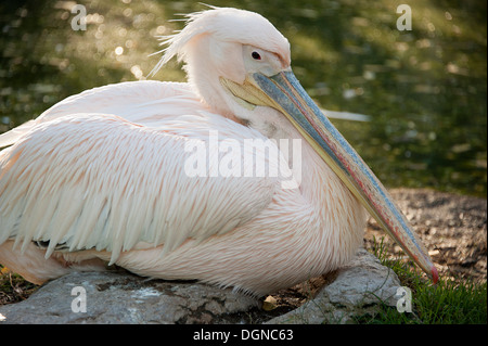 Elegante Rosapelikan im Londoner Zoo. Stockfoto