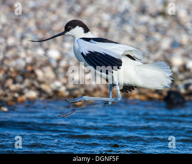 Trauerschnäpper Säbelschnäbler (Recurvirostra Avosetta) Landung auf Wasser, Niederlande Stockfoto