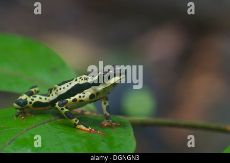 Eine gemeinsame Harlekin Kröte (Atelopus Spumarius) im tropischen Regenwald in Loreto, Peru. Stockfoto