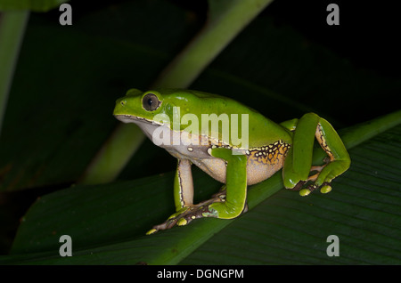 Ein riesiger Affe Frosch (Phyllomedusa bicolor) thront auf einem Palmwedel in der Nacht in den Amazonas-Regenwald in Loreto, Peru. Stockfoto