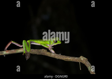 Ein weiß gesäumten Affe Frosch (Phyllomedusa Vaillanti) kriecht entlang einem Zweig in der Nacht in den Amazonas-Regenwald in Loreto, Peru. Stockfoto