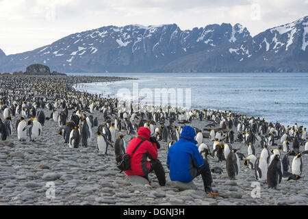 Zwei Menschen sitzen am Strand umgeben von Königspinguine (Aptenodytes Patagonicus), Salisbury Plain, Südgeorgien und die Stockfoto