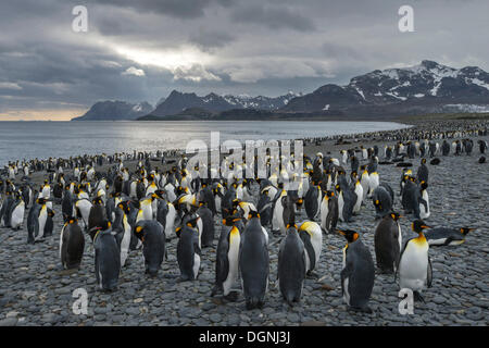 Königspinguine (Aptenodytes Patagonicus) am Strand, Bei Salisbury Plain, Südgeorgien und die Südlichen Sandwichinseln Stockfoto