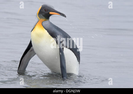 Königspinguin (Aptenodytes Patagonicus), nass Pinguin zurück an die Küste nach einem Tauchgang, Salisbury Plain, Südgeorgien und die Stockfoto