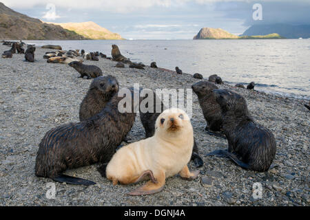 Antarktischen Seebären (Arctocephalus Gazella), Kneipen, eine Leucistic Welpen mit anderen braunen, normalen farbigen Welpen, Stromness Hafen, Stockfoto