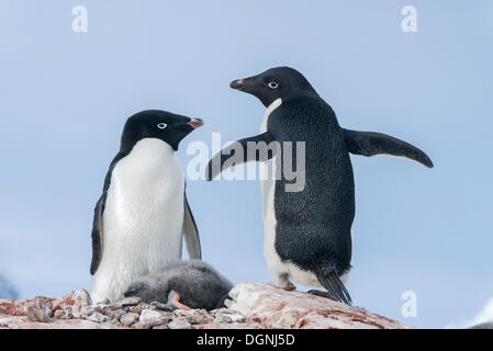 Adelie-Pinguine (Pygoscelis Adeliae) mit einem schlafenden Küken, Petermann Island, antarktische Halbinsel, Antarktis Stockfoto