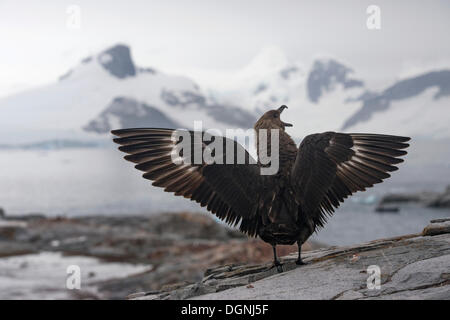 South Polar Skua (Stercorarius Maccormicki), mit weißen Flügel Patches, aggressives Verhalten, eine Geste der Einschüchterung Stockfoto