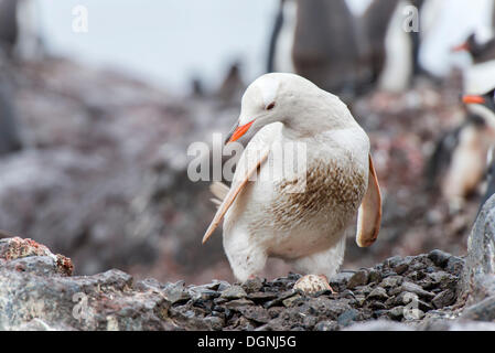 Gentoo Penguin (Pygoscelis Papua), seltene Leucistic Beispiel mit einem Ei, Waterboat Punkt, Paradise Bay, antarktische Halbinsel Stockfoto