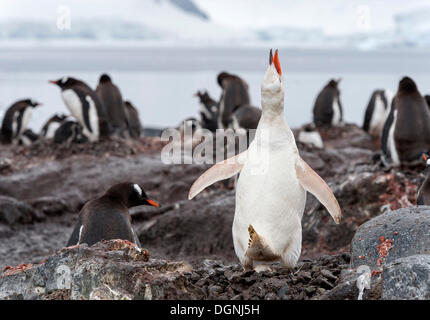 Gentoo Penguin (Pygoscelis Papua), seltene Leucistic beispielsweise mit einem Ei in der Mitte eine Kolonie von regelmäßigen farbigen aufrufen Stockfoto