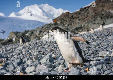 Kinnriemen Pinguin (Pygoscelis Antarctica) zu Fuß über einen felsigen Strand Halfmoon Insel, Südliche Shetlandinseln, Antarktis Stockfoto