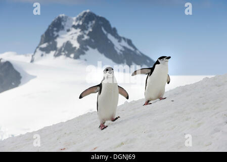 Kinnriemen Pinguine (Pygoscelis Antarctica), zu Fuß über auf schneebedeckten Hang, Halfmoon Insel Südliche Shetlandinseln Stockfoto
