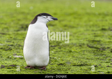 Kinnriemen Pinguin (Pygoscelis Antarctica), stehend auf einer grünen Fläche bewachsen mit Algen, Barrientos Insel, Aitcho Inseln Stockfoto