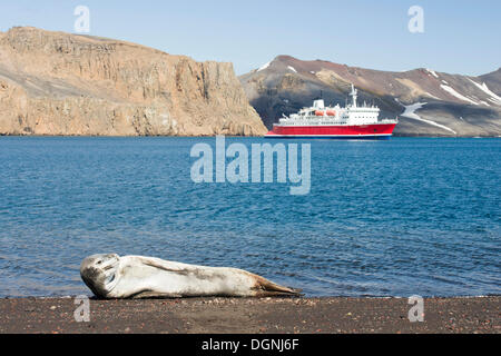 Seeleopard (Hydrurga Leptonyx), Weiblich, ruht auf einem Strand, Expedition Kreuzfahrt Schiff MS Expedition auf der Rückseite, Whalers Bay Stockfoto