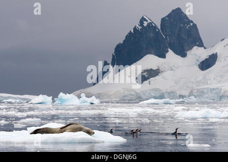 Seeleopard (Hydrurga Leptonyx), Männlich, schlafen auf einer Eisscholle und Gentoo Penguins (Pygoscelis Papua) Schwimmen im Wasser, Stockfoto