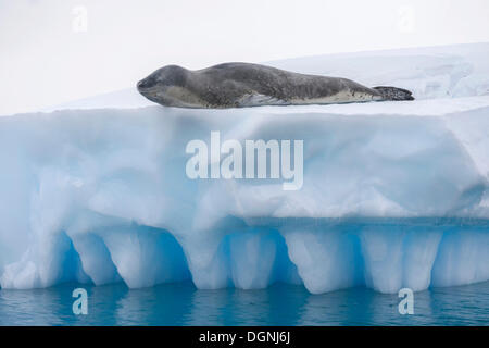 Seeleopard (Hydrurga Leptonyx) liegen auf einem Eisberg, Pléneau Bay, antarktische Halbinsel, Antarktis Stockfoto