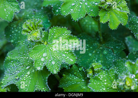 Frauenmantel (Alchemilla Vulgaris), Regen fällt auf Blätter, Bayern, Deutschland Stockfoto