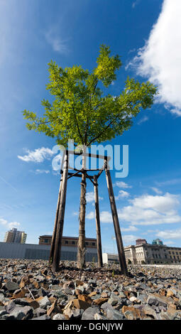 Einzelner Baum auf dem Gelände der Topographie des Terrors Memorial Website, Niederkirchnerstraße Straße, Berlin Stockfoto