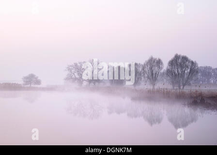 Baum-Silhouetten auf einem See im Morgennebel bei Sonnenaufgang, Biosphaerenreservat Mittlere Elbe Biosphärenreservat, Sachsen-Anhalt Stockfoto