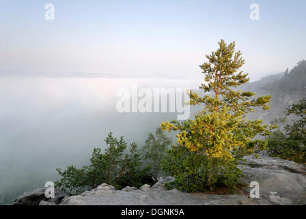 Einsame Kiefer (Pinus) und die Aussicht von dem Maler Weg, Elbtal im Morgennebel, Elbsandsteingebirge Stockfoto