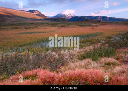 Herbst auf dem Plateau in Jotunheimen Nationalpark, Oppland, Norwegen, Europa Stockfoto