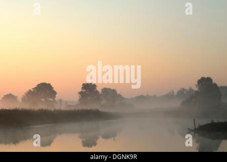 Morgennebel auf den Elbwiesen in der Nähe von Dessau, mittlere Elbe-Biosphärenreservat, Sachsen-Anhalt Stockfoto