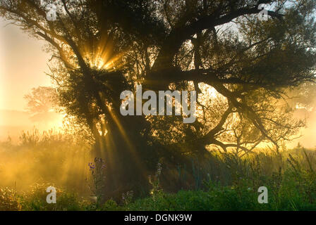 Morgennebel bei Sonnenaufgang auf den Elbwiesen in der Nähe von Dessau, mittlere Elbe-Biosphärenreservat, Sachsen AnhaltNON exklusive Nutzung für Stockfoto