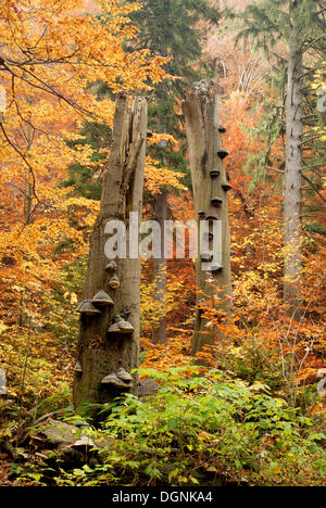 Totes Holz mit Halterung Pilz im Herbst in der Ilse-Tal, Harz Mountains, Sachsen-Anhalt Stockfoto