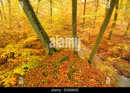 Stream in einen Buchenwald im Herbst im Nonnenfliess Nature Reserve in der Nähe von Eberswalde, Brandenburg Stockfoto