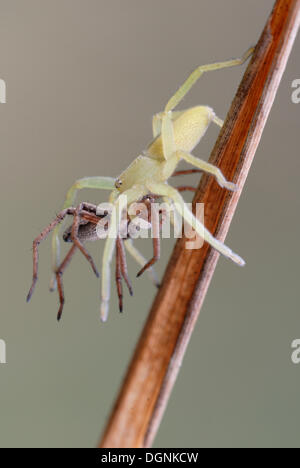 Grüne Jäger Spinne (Micrommata Virescens) mit Beute Stockfoto