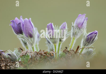 Gemeinsamen Kuhschelle oder des Dänen Blut (Pulsatilla Vulgaris) Stockfoto