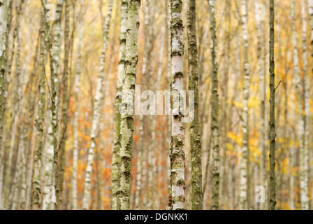 Junge Birken-Wald im Herbst, Sächsische Schweiz, Sachsen Stockfoto