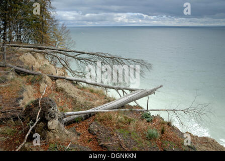 Sturmschäden an den Klippen der Rügen, Mecklenburg-Vorpommern Stockfoto