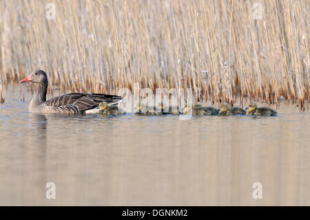 Graylag Gans (Anser Anser) mit Gänsel, in der Nähe von Leipzig, Sachsen Stockfoto