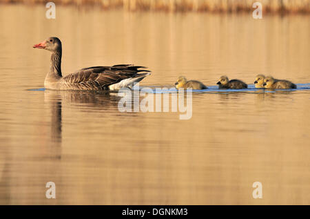 Graylag Gans (Anser Anser) mit Gänsel, in der Nähe von Leipzig, Sachsen Stockfoto