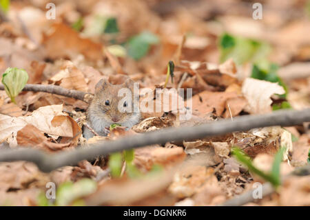 Rötelmaus (Myodes Glareolus), Leipziger Auenwaldes, Sachsen Stockfoto