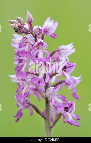 Militärische Orchidee (Orchis Militaris), in der Nähe von Jena, Thüringen Stockfoto
