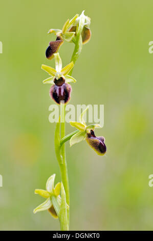 Kleine Spinne Orchidee (Ophrys Araneola), in der Nähe von Jena, Thüringen Stockfoto