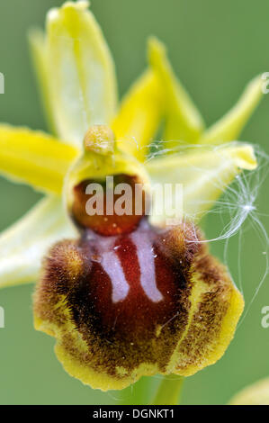 Kleine Spinne Orchidee (Ophrys Araneola), in der Nähe von Jena, Thüringen Stockfoto