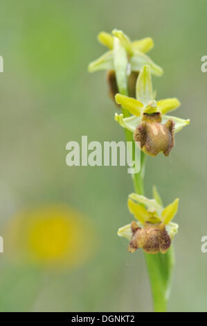 Kleine Spinne Orchidee (Ophrys Araneola), in der Nähe von Jena, Thüringen Stockfoto