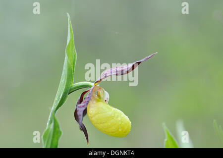 Gelbe Lady Slipper Orchidee (Cypripedium Calceolus), in der Nähe von Jena, Thüringen Stockfoto